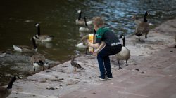 Urban Life und Streetfotografie Frankfurt Juni 2022 Junge füttert Enten und Gänse am Teichufer