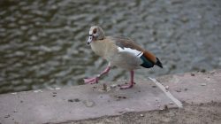 Urban Life und Streetfotografie Frankfurt Juni 2022 Nilgans geht entlang eines Wasserlaufs in der Stadt