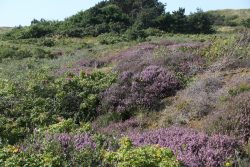 Insel Wangerooge Landschaftsfotografie Mai 2020 Blick auf blühende Heidelandschaft mit grünem Hintergrund