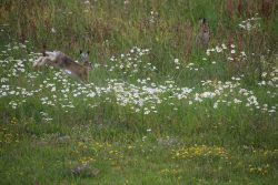 Insel Wangerooge Landschaftsfotografie Mai 2020 Hase springt durch eine Wildblumenwiese mit Gänseblümchen