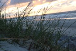 Insel Wangerooge Landschaftsfotografie Mai 2020 Strandgras bei Sonnenuntergang mit Meer im Hintergrund