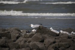 Insel Wangerooge Landschaftsfotografie Mai 2020 Möwen auf Felsen mit Meereswellen im Hintergrund