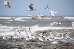 Insel Wangerooge Landschaftsfotografie Mai 2020 Möwen fliegen über eine stürmische Nordsee bei bewölktem Himmel
