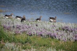 Insel Wangerooge Landschaftsfotografie Mai 2020 Gänse am Seeufer mit lila Blüten und Gras