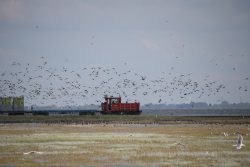 Insel Wangerooge Landschaftsfotografie Mai 2020 Roter Zug mit Vögeln auf Salzwiese in Norddeutschland