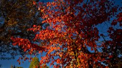 Wiesbaden Architektur- Naturfotografie Oktober 2022 Herbstbaum mit leuchtend roten Blättern gegen blauen Himmel