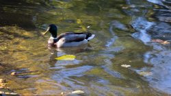 Wiesbaden Architektur- Naturfotografie Oktober 2022 Stockente schwimmt im klaren Wasser eines Teiches
