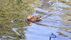 Wiesbaden Architektur- Naturfotografie Oktober 2022 Ente schwimmt auf einem ruhigen, reflektierenden Teich