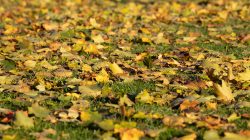 Wiesbaden Architektur- Naturfotografie Oktober 2022 Nahaufnahme von Herbstlaub auf einer Wiese bei Tageslicht