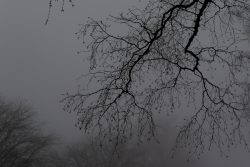 Winterwelt Taunus Landschaftsfotografie Silhouette eines kahlen Baums gegen nebligen Himmel