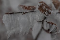 Winterwelt Taunus Landschaftsfotografie Nahaufnahme gefrorene Eiskristalle auf Blättern im Winter