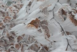 Winterwelt Taunus Landschaftsfotografie Nahaufnahme von eisbedeckten Blättern im Winterwald
