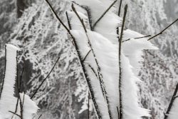 Winterwelt Taunus Landschaftsfotografie Vereiste Zweige in einem verschneiten Wald