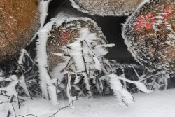 Winterwelt Taunus Landschaftsfotografie Gefrorene Baumstämme im Schnee mit Raureif überzogen