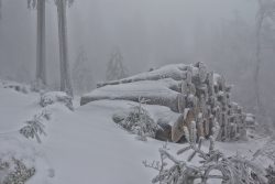 Winterwelt Taunus Landschaftsfotografie Schnee bedeckt gestapelte Holzstämme in einem nebligen Winterwald