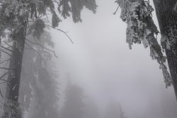 Winterwelt Taunus Landschaftsfotografie Verschneite Bäume im nebligen Winterwald