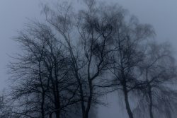 Winterwelt Taunus Landschaftsfotografie Blattlose Bäume im Nebel am Horizont