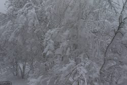 Winterwelt Taunus Landschaftsfotografie Verschneite Bäume im Winterwald