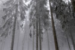 Winterwelt Taunus Landschaftsfotografie Nebliger Wald mit hohen, schneebedeckten Bäumen