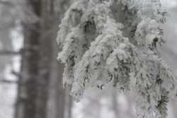 Winterwelt Taunus Landschaftsfotografie Vereiste Tannenzweige im verschneiten Wald