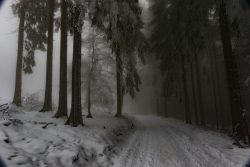 Winterwelt Taunus Landschaftsfotografie Nebeliger Waldweg im Winter mit schneebedeckten Bäumen