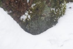 Winterwelt Taunus Landschaftsfotografie Baumstamm mit Moos und Schneedecke in Nahaufnahme