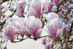 Frühling Bad Vilbel Ostern 2026 Hellrosa Magnolienblüten im Frühling auf einem blühenden Ast