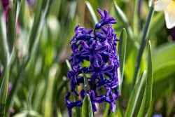 Frühling Bad Vilbel Ostern 2026 Lila Hyazinthenblüte in einem Frühlingsgarten