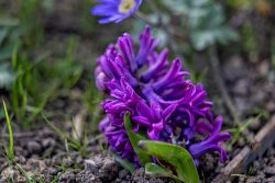 Frühling Bad Vilbel Ostern 2026 Lila Hyazinthe blühend im Gartenbeet