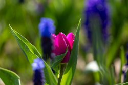 Frühling Bad Vilbel Ostern 2026 Blühende pinke Tulpe im Garten mit blauen Blumen im Hintergrund