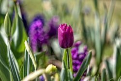 Frühling Bad Vilbel Ostern 2026 Rote Tulpe im Frühlingsgarten mit violettem Hintergrund