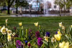 Frühling Bad Vilbel Ostern 2026 Frühlingsblumen im Park mit gelben und lila Blüten vor einem Teich
