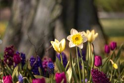 Frühling Bad Vilbel Ostern 2026 Blühende Frühlingsblumen im Garten mit gelben Narzissen und Tulpen