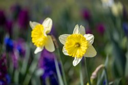 Frühling Bad Vilbel Ostern 2026 Zwei gelbe Narzissenblüten vor verschwommenem Hintergrund