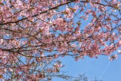 Frühling Bad Vilbel Ostern 2026 Kirschblüten im Frühling vor blauem Himmel