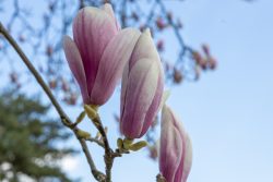 Frühling Bad Vilbel Ostern 2026 Nahaufnahme von Magnolienblüten vor blauem Himmel