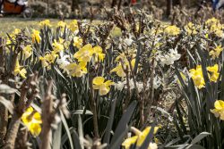 Frühling Bad Vilbel Ostern 2026 Gelbe und weiße Narzissen blühen im Frühlingsgarten