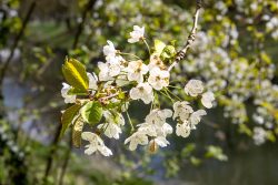 Frühling Bad Vilbel Ostern 2026 Blühender Kirschzweig im Frühling vor unscharfem Hintergrund