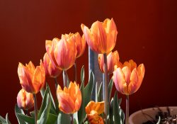 Frühling Bad Vilbel Ostern 2026 Leuchtende orangefarbene Tulpen vor rotem Hintergrund