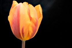 Frühling Bad Vilbel Ostern 2026 Nahaufnahme einer gelben Tulpenblüte vor schwarzem Hintergrund