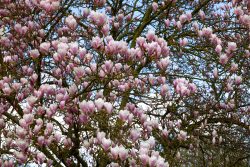 Frühling Bad Vilbel Ostern 2026 Blühender Magnolienbaum mit rosa Blüten im Frühling