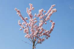 Frühling Bad Vilbel Ostern 2026 Kirschblütenbaum im Frühling unter blauem Himmel