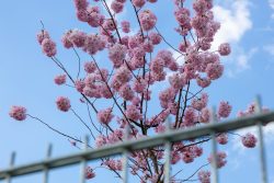 Frühling Bad Vilbel Ostern 2026 Blühender Kirschbaum in einem Park mit blauem Himmel