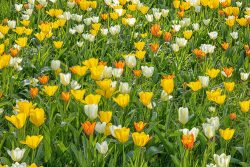 Frühling Bad Vilbel Ostern 2026 Farbenfrohes Tulpenfeld mit gelben und weißen Blüten