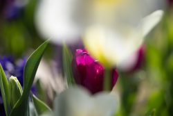 Frühling Bad Vilbel Ostern 2026 Lebhafte Blume in einem unscharfen Frühlingsgarten