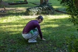 Meissen Mai 2026 Person pflegt Pflanzen auf einem Friedhof bei Tageslicht