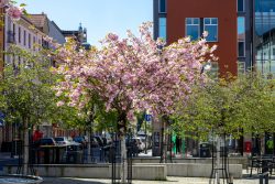 Meissen Mai 2026 Blühender Kirschbaum an einer urbanen Straße im Frühling