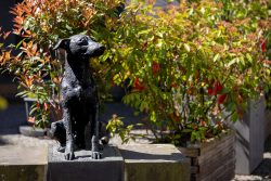 Meissen Mai 2026 Bronzestatue eines Hundes vor grünem und rotem Laub