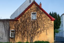 Meissen Mai 2026 Altes Haus mit Efeu bedeckt in einer deutschen Stadt