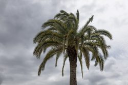 Paris Juni 2026 Palmen unter grauem Himmel vor Gewitterkulisse